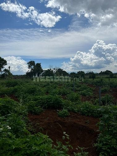 (Chính chủ) [NHÀ ĐẤT - TÂN HỘI - ĐỨC TRỌNG] Nhà ở 1254m2 Gần Chợ Tân H