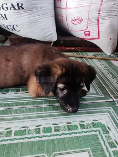 Bán chó cỏ dễ thương và ngoan 