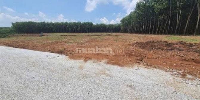 Cần bán gấp nền đất Thị trấn Tân Khai, Huyện Hớn Quản, Bình Phước,Sổ h