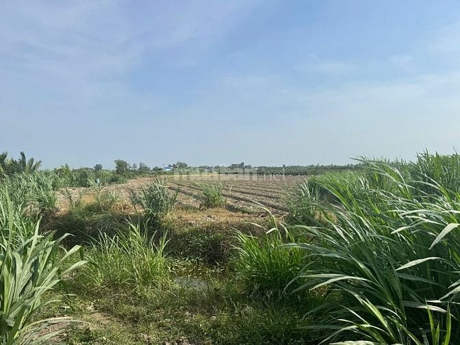 Bán đất Mặt Tiền, Gần Trường học THCS NV Được, Gò Công, Tiền Giang.