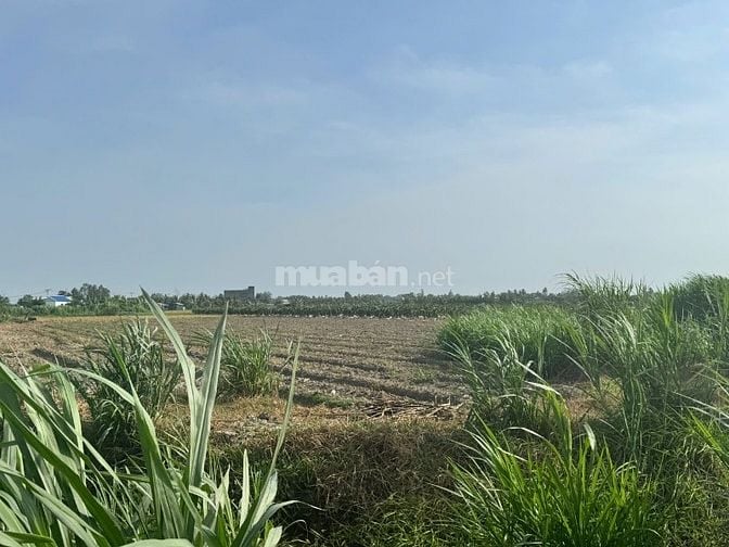 Bán đất Mặt Tiền, Gần Trường học THCS NV Được, Gò Công, Tiền Giang.