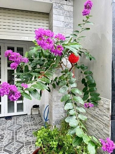 NHÀ BÙI ĐÌNH TÚY - HẺM Ô TÔ - 2 TẦNG - PHƯỜNG 24 - BÌNH THẠNH