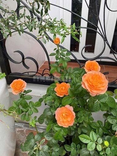 NHÀ BÙI ĐÌNH TÚY - HẺM Ô TÔ - 2 TẦNG - PHƯỜNG 24 - BÌNH THẠNH