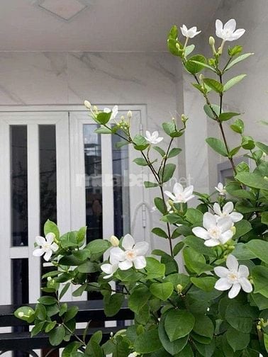 NHÀ BÙI ĐÌNH TÚY - HẺM Ô TÔ - 2 TẦNG - PHƯỜNG 24 - BÌNH THẠNH
