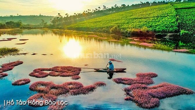 ĐẤT NỀN BẢO LỘC - NGAY ĐỒI CHÈ TÂM CHÂU- SỔ HỒNG TỪNG NỀN