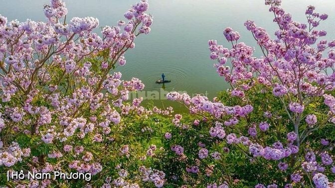 ĐẤT NỀN BẢO LỘC - NGAY ĐỒI CHÈ TÂM CHÂU- SỔ HỒNG TỪNG NỀN