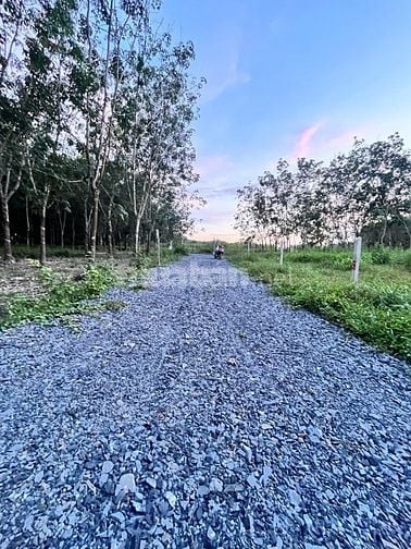 1056m2 mặt tiền đường xe hơi thông. Dân cư đông. 700tr 