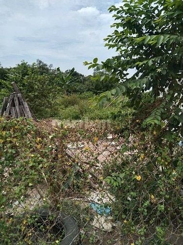 CHÚ CHỊU LỖ BÁN GẤP LÔ ĐẤT XÃ TÂN THÔNG HỘI CỦ CHI TIỆN ÍCH XUNG QUANH