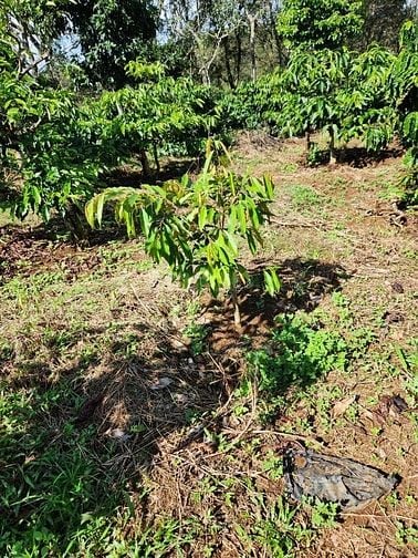 Gấp: bán rẻ đất vườn Tuy Đức xe hơi vô tới đất