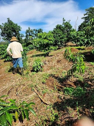 Gấp: bán rẻ đất vườn Tuy Đức xe hơi vô tới đất