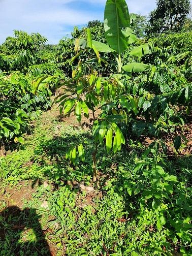 Gấp: bán rẻ đất vườn Tuy Đức xe hơi vô tới đất