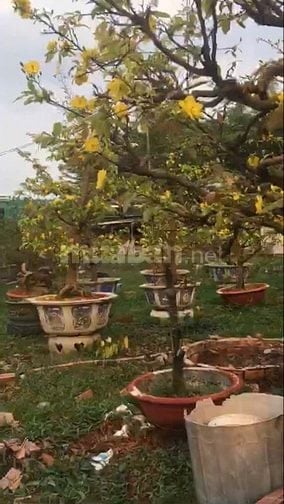 Cần bán miếng đất rộng 2.837 m2 Hóc Môn , đã xây tường 3 m 