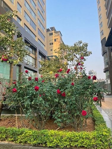 Bán căn hộ CCCC toà nhà SkyCity số 88 Láng Hạ, Đống Đa, Hà Nội