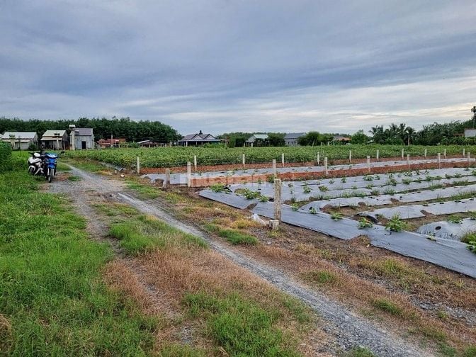 310m2 đất CLN Thị xã Trảng Bàng. Ngang 6,5m giá 600tr 