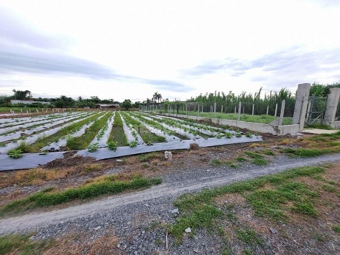 310m2 đất CLN Thị xã Trảng Bàng. Ngang 6,5m giá 600tr 