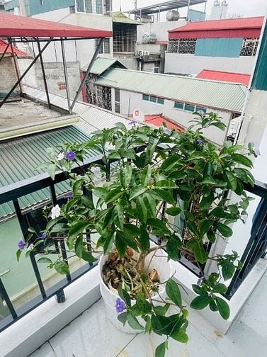 Cho thuê phòng full đồ phố Đào Tấn, gần công viên Thủ Lệ, Ba Đình 