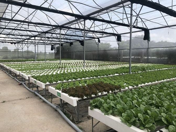 Cần bán đất hoặc cho thuê farm trồng rau thuỷ canh công nghệ cao 