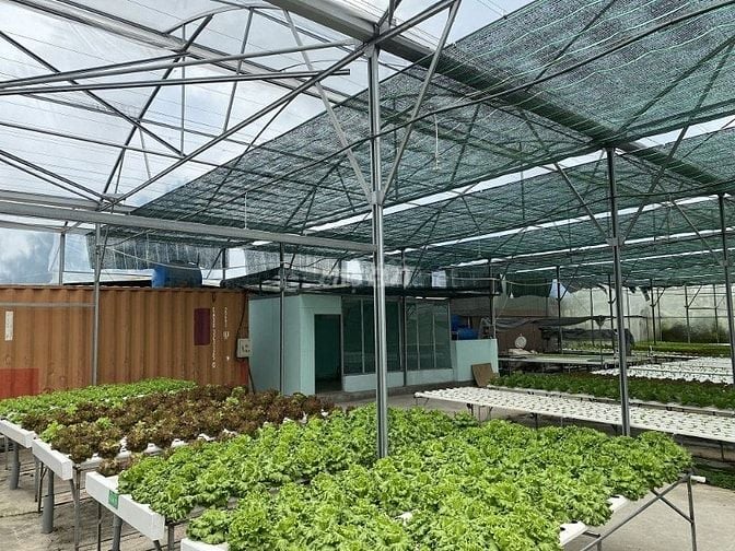 Cần bán đất hoặc cho thuê farm trồng rau thuỷ canh công nghệ cao 