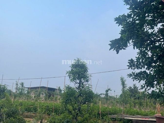 Nhượng đất xưởng sản xuất khu Vườn Đào Nhật Tân quận Tây Hồ Hà Nội 