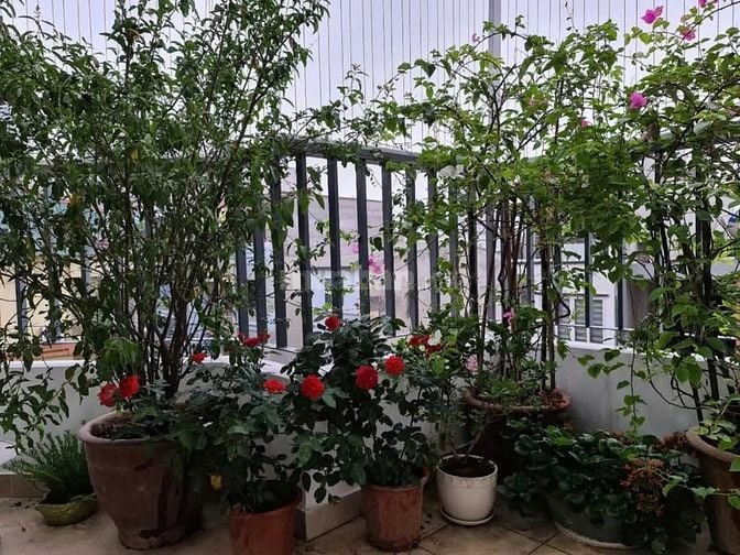 Chính chủ cho thuê căn góc tầng 3, khối đế - chung cư 6/51/15 Ngọc Hồi