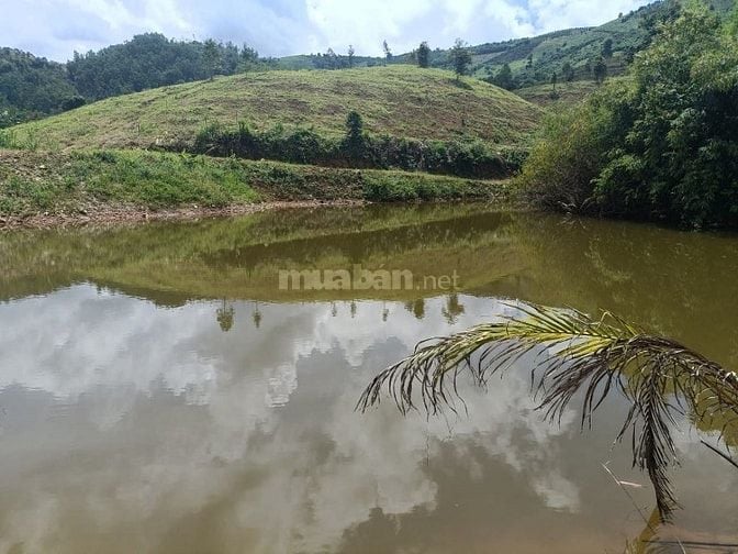 Bán vườn sầu riêng 73Ha tại Lộc Bắc, Bảo Lâm, Lâm Đồng