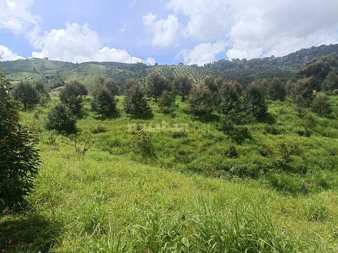 Bán vườn sầu riêng 73Ha tại Lộc Bắc, Bảo Lâm, Lâm Đồng