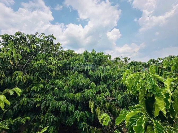 Bán 2ha rẫy full cà phê kinh doanh đang cho thu 8 tấn