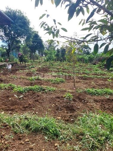Bán nhà và đất thôn 3 lộc tan bảo lộc lam đồng 