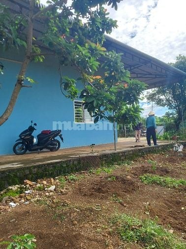Bán nhà và đất thôn 3 lộc tan bảo lộc lam đồng 