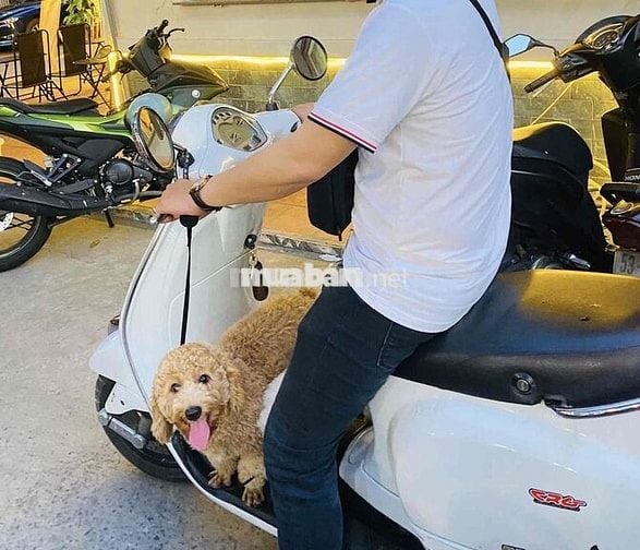 XE VESPA LX 125 - GIÁ TỐT