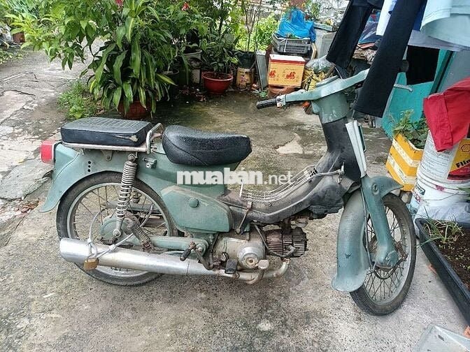 CUB 81