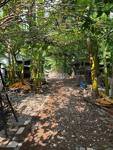  Bán đất 496/ Dương Quảng Hàm, P.6, GV: 2000m2, giá 33,5 tỷ