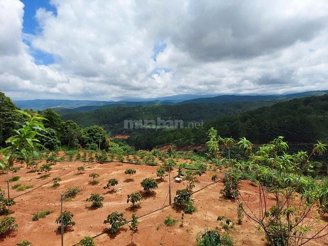 CƠ HỘI TỐT ĐỂ SỞ HƯU NGAY LÔ ĐẤT VỊ TRÍ ĐẸP- KHẢ NĂNG SINH LỜI CAO 