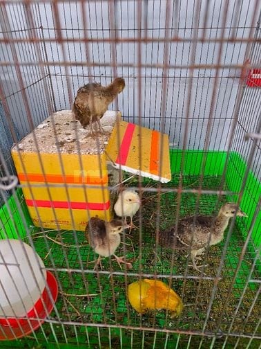 Bán chim công non 7 ngày tuổi và chim giống bố mẹ 