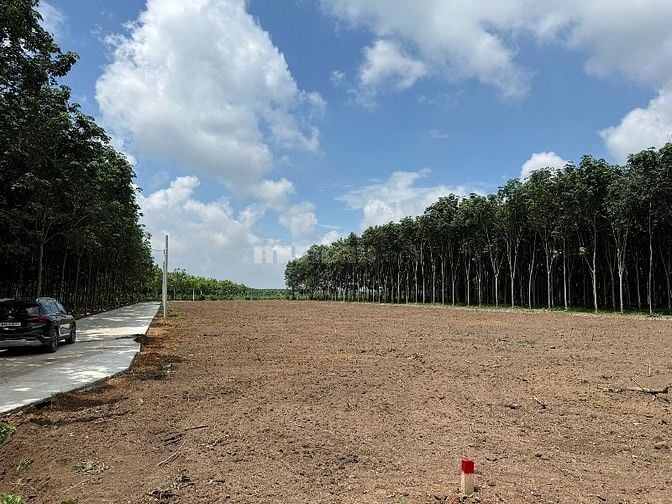 ĐẤT MẶT TIỀN ĐƯỜNG NHỰA 32m Giá 450 tr