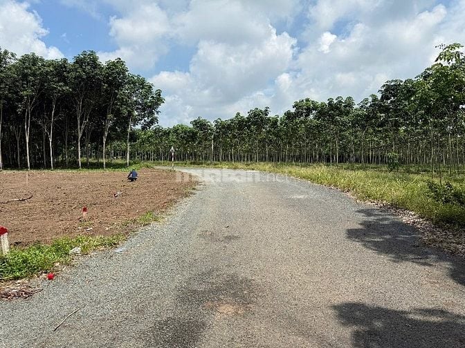 ĐẤT MẶT TIỀN ĐƯỜNG NHỰA 32m Giá 450 tr