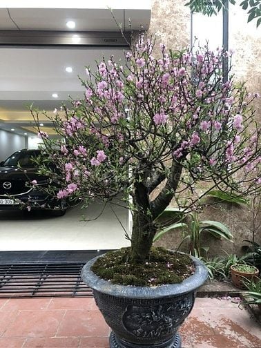 Bán nhà Võ Thị Sáu dt 90m2, 3t, mt 7m, ô tô tránh kinh doanh.
