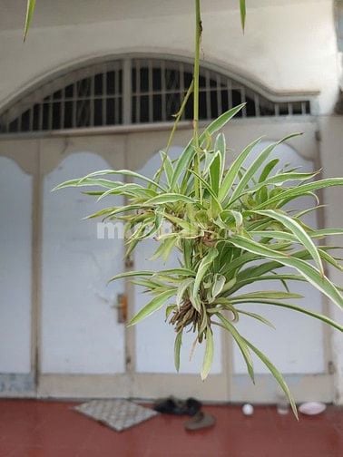 Nhà cho thuê sạch đẹp thoáng mát đường Phạm Hùng, 8x18m