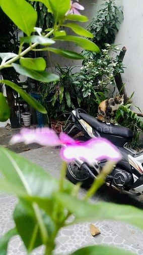Bán nhà rẻ 3 lầu (4x12) 334/24/11 Nguyễn Văn Nghi p1 Gò Vấp 