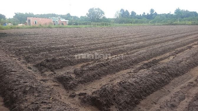 🌟 BÁN ĐẤT ĐẸP MẶT TIỀN ĐƯỜNG 31 – TRUNG TÂM PHÁT TRIỂN MỚI CỦA GÒ DẦU