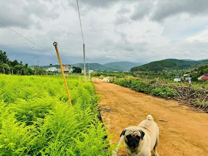 Đất vùng ven Đà Lạt giá Tà Nung sẵn thổ cư cách ĐT 725 600m