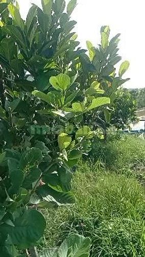 Bán lá ổi khô và lá ổi tươi, hàng sạch, không thuốc trừ sâu 