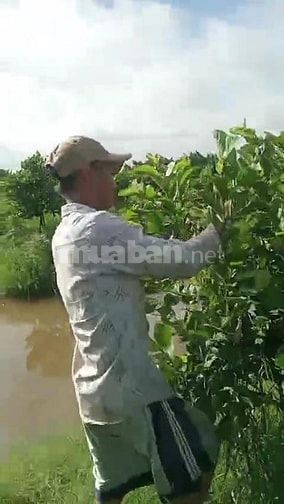 Bán lá ổi khô và lá ổi tươi, hàng sạch, không thuốc trừ sâu 