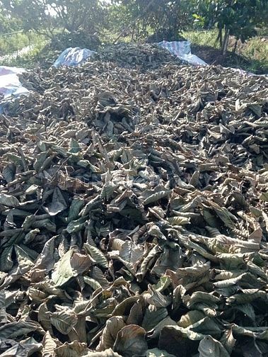 Bán lá ổi khô và lá ổi tươi, hàng sạch, không thuốc trừ sâu 