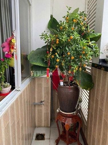 Chung cư Harmona,Trương Công Định,Tân BÌnh:110m2, 3PN, 2WC, 12tr/th.