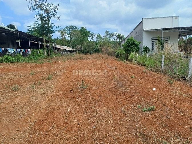 BÁN ĐẤT NÔNG NGHIỆP  ( CLN) TỈNH ĐỒNG NAI