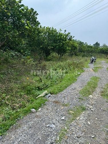 BÁN ĐẤT THỔ CƯ MẶT TIỀN LỚN GIÁ RẺ TẠI TÂN LẠC