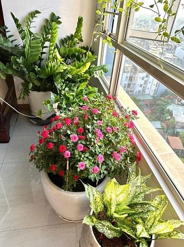 Ann bán căn góc Cc Đất Phương Nam, 141m2 3PN SHCC 