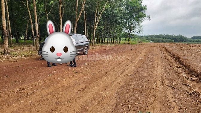 Bán đất ngay kcn 4.200ha, cách Đường 65m Đồng Phú Bình Dương chi 500m.