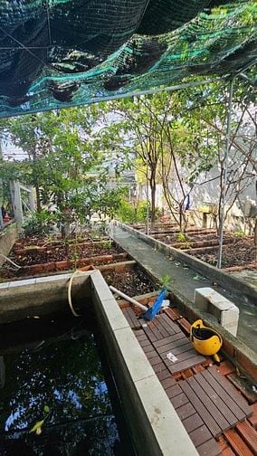 Gần cầu Phước Long, Nhà Vườn Cấp 4, DT 159m2.